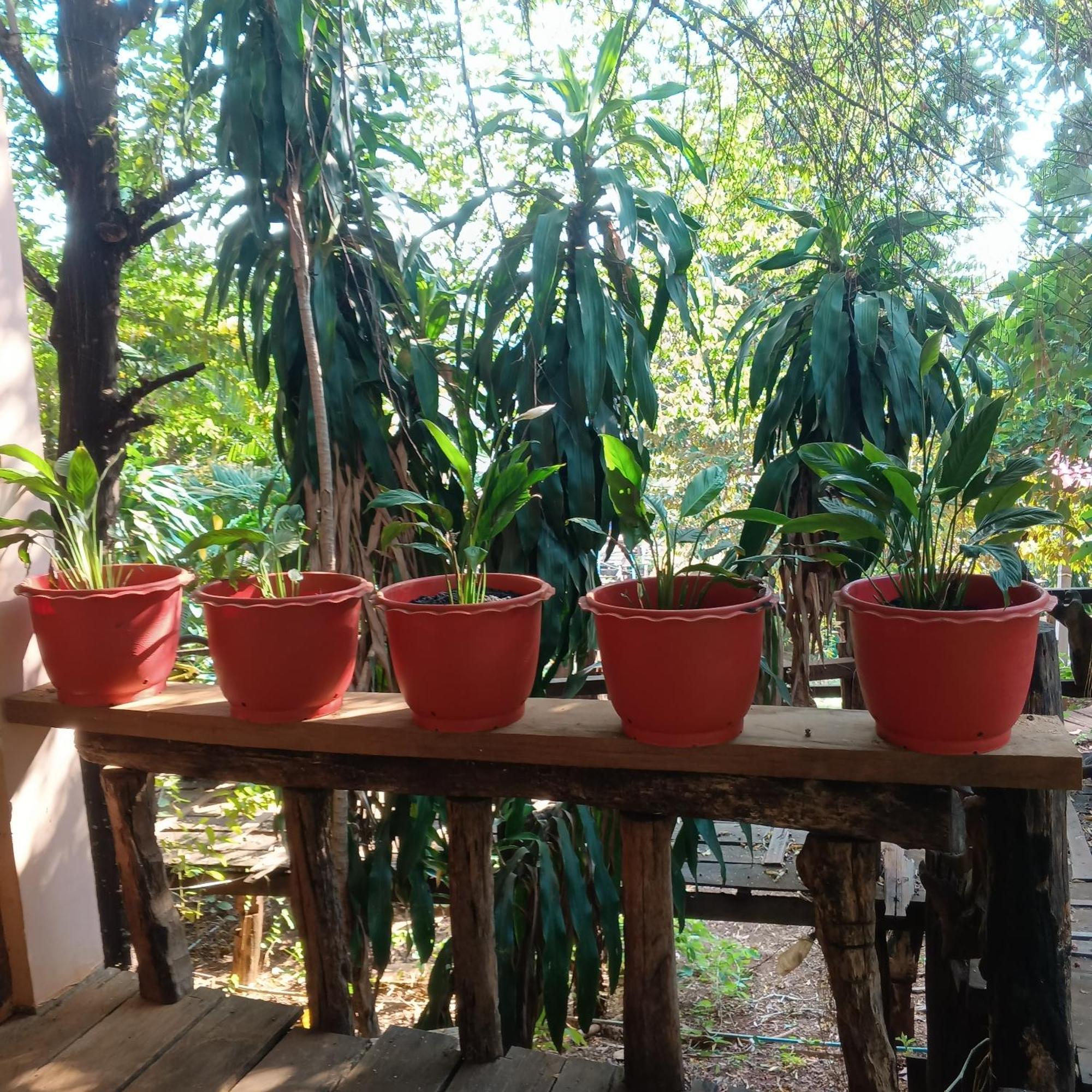 BanlungFamilyhouse & Trekking公寓 客房 照片